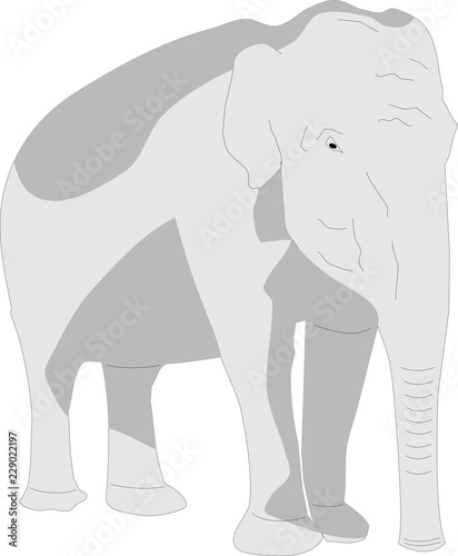 Vector drawing of an elephant © kondor32