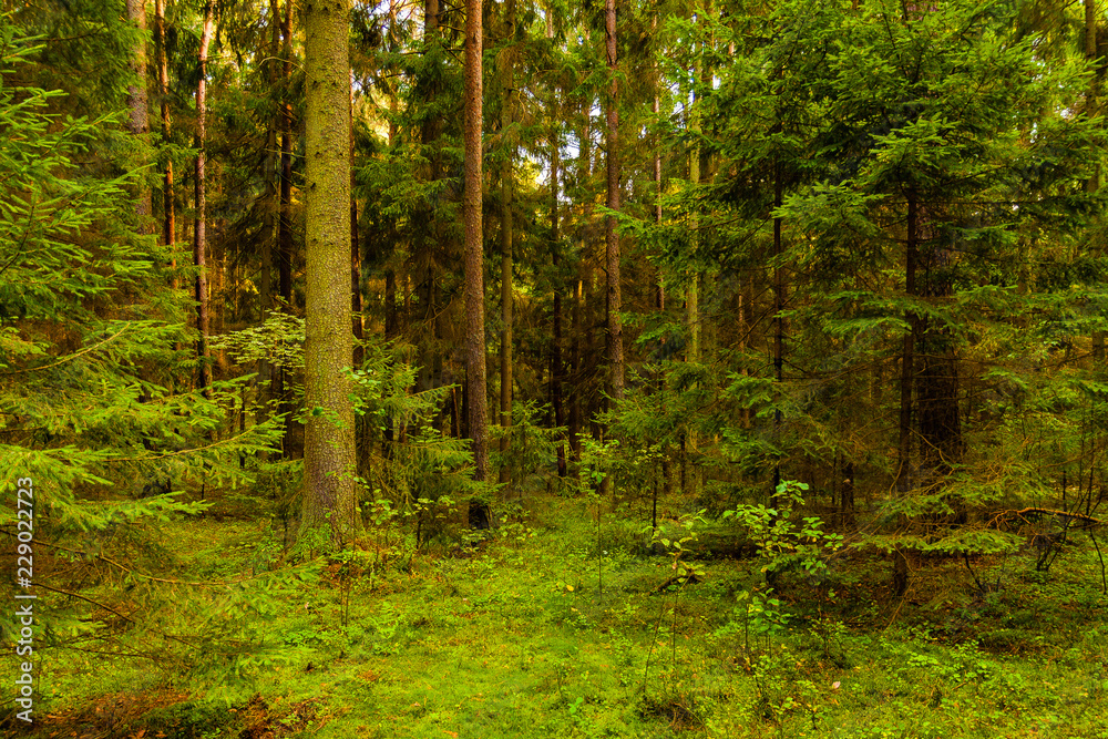 Obraz premium Gęsty las