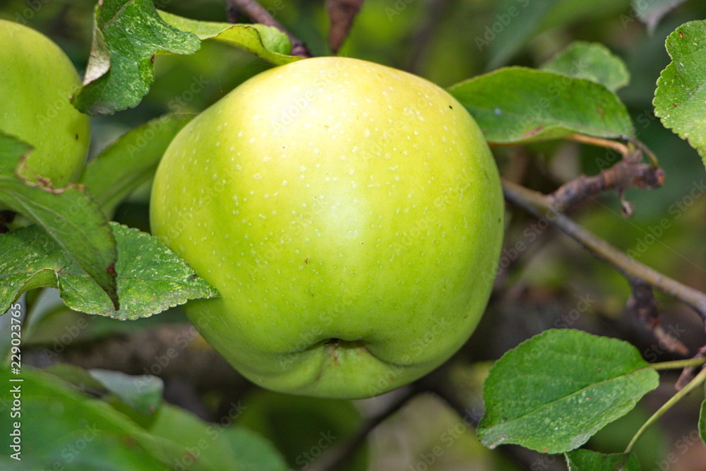Ripe apple on apple in daylight in the garden Ripe apple on apple in daylight in the garden