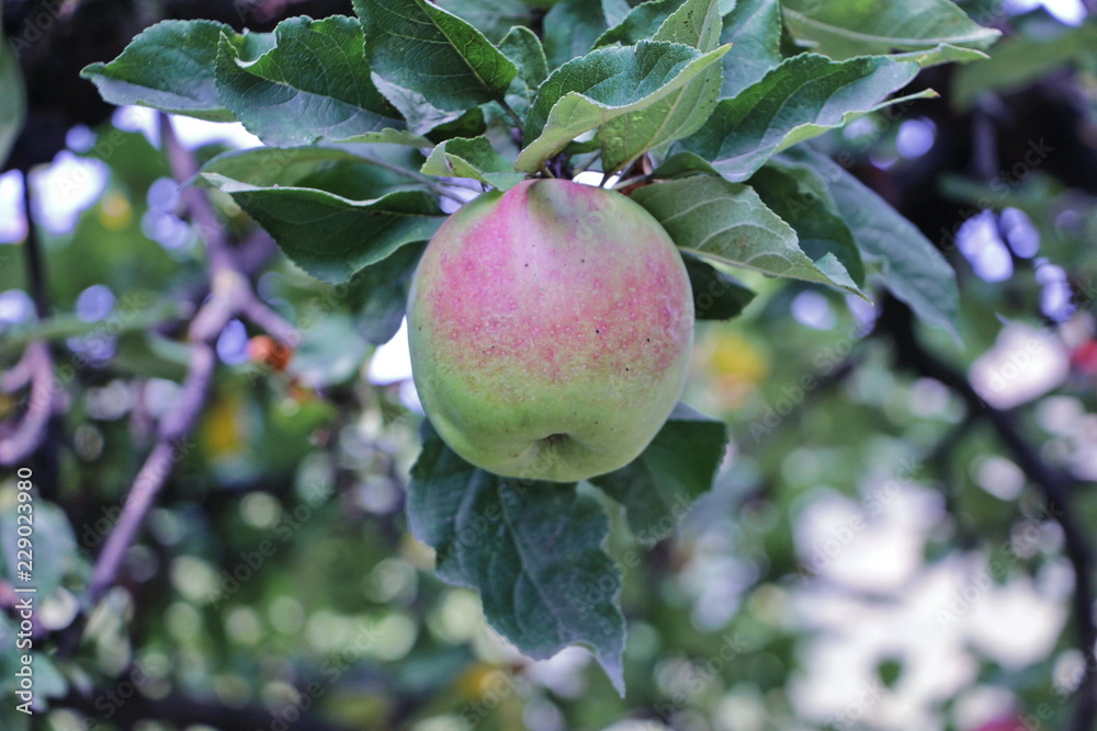 Ripe apple on apple in daylight in the garden Ripe apple on apple in daylight in the garden