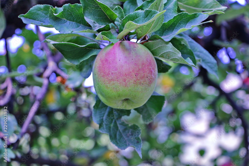 Ripe apple on apple in daylight in the garden Ripe apple on apple in daylight in the garden