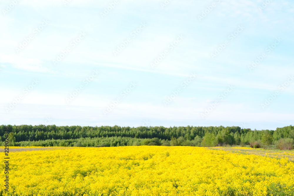 Spring in Russia. Yellow flowers on the field.