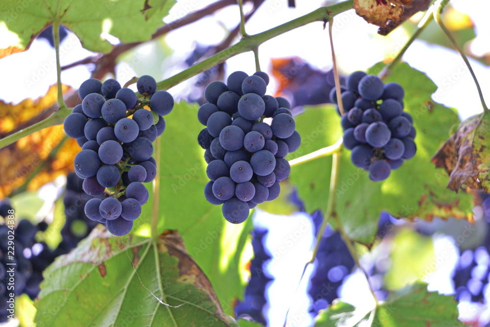 Ripe vine hanging on a vineyard in the vineyard Ripe vine hanging on a vineyard in the vineyard
