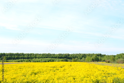 Spring in Russia. Yellow flowers on the field.