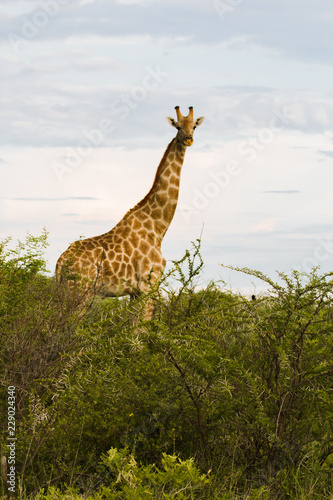 giraffe in the bush at sunset against the sky   in the Etosha Park 