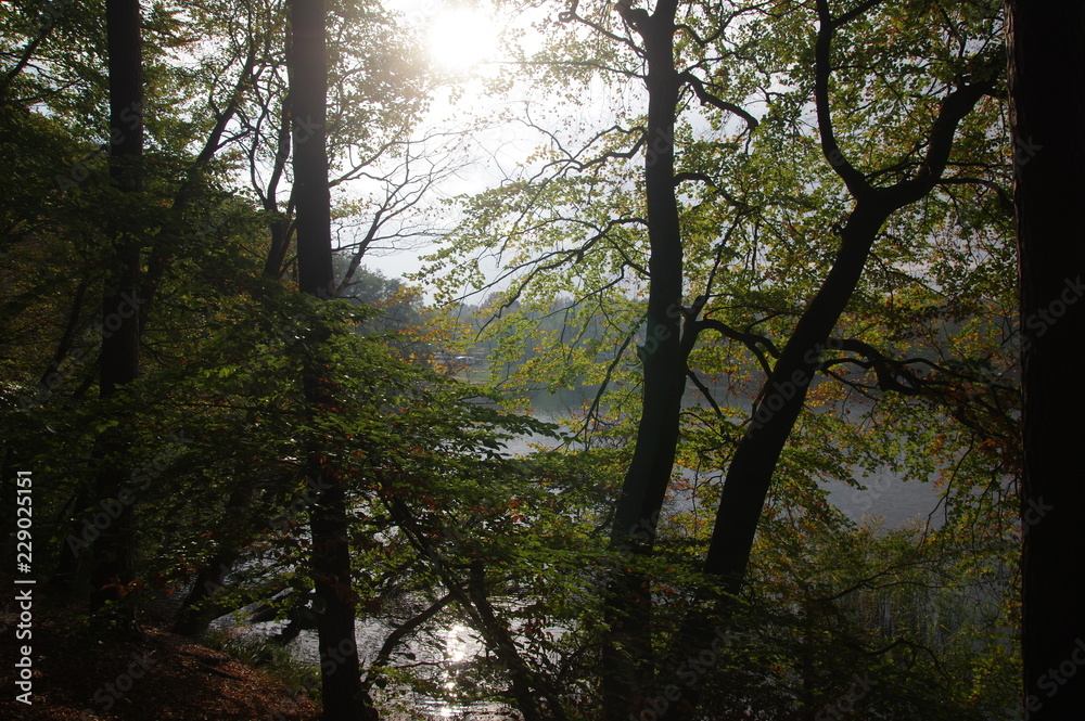 Naklejka premium Sonne im Herbstwald