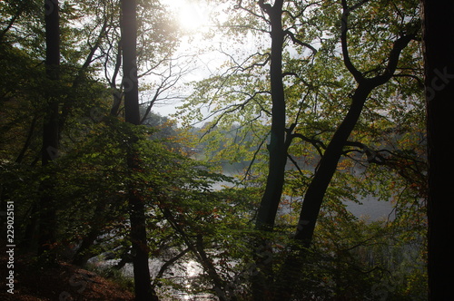 Sonne im Herbstwald