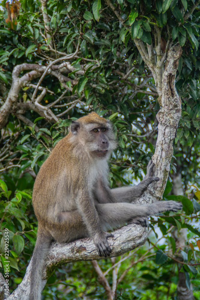 Wildlife/monkey or travel Malaysia(Asia) concept. Scenic landscape view of symbol/landmark of Langkawi Island - Cable Car to Sky Bridge with monkey on foreground. Tourist popular attraction