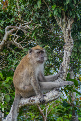 Wildlife/monkey or travel Malaysia(Asia) concept. Scenic landscape view of symbol/landmark of Langkawi Island - Cable Car to Sky Bridge with monkey on foreground. Tourist popular attraction © Dajahof