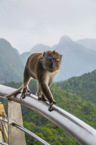 Wildlife/monkey or travel Malaysia(Asia) concept. Scenic landscape view of symbol/landmark of Langkawi Island - Cable Car to Sky Bridge with monkey on foreground. Tourist popular attraction