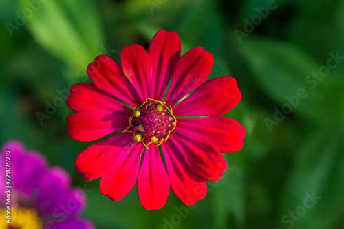 Close up of Zinnia flower