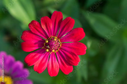 Close up of Zinnia flower