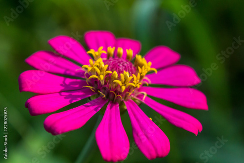 Close up of Zinnia flower