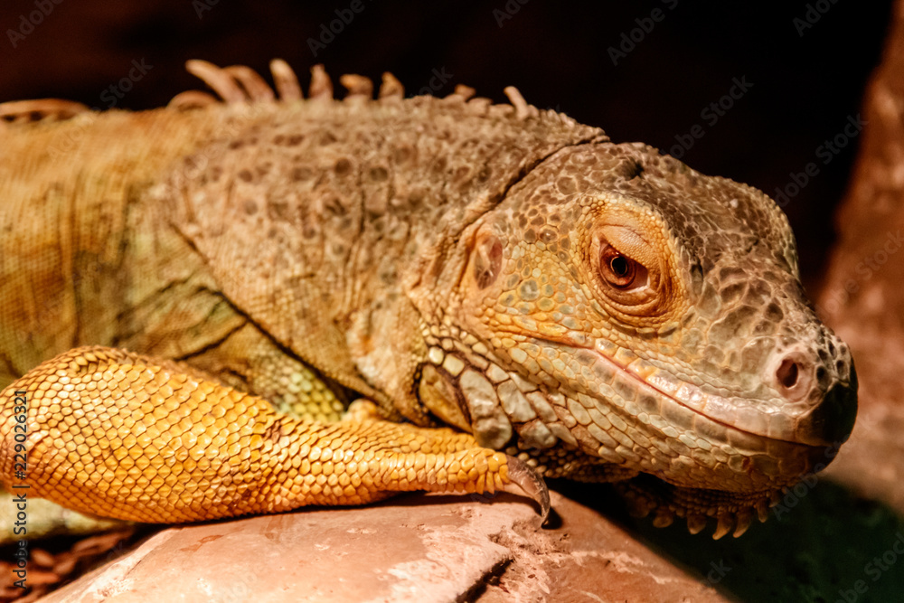 Fototapeta premium Beautiful iguana green, Iguana iguana