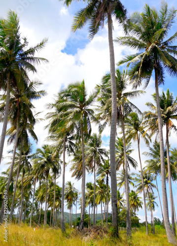 Coconut palm trees on the ocean