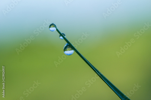 Dew drop, after rain, morning   dew drop on blade of green grass © P. Chan