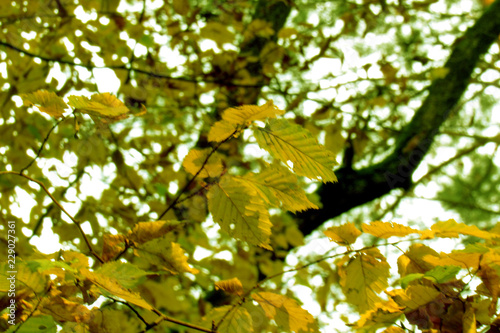 green leaves in sunlight