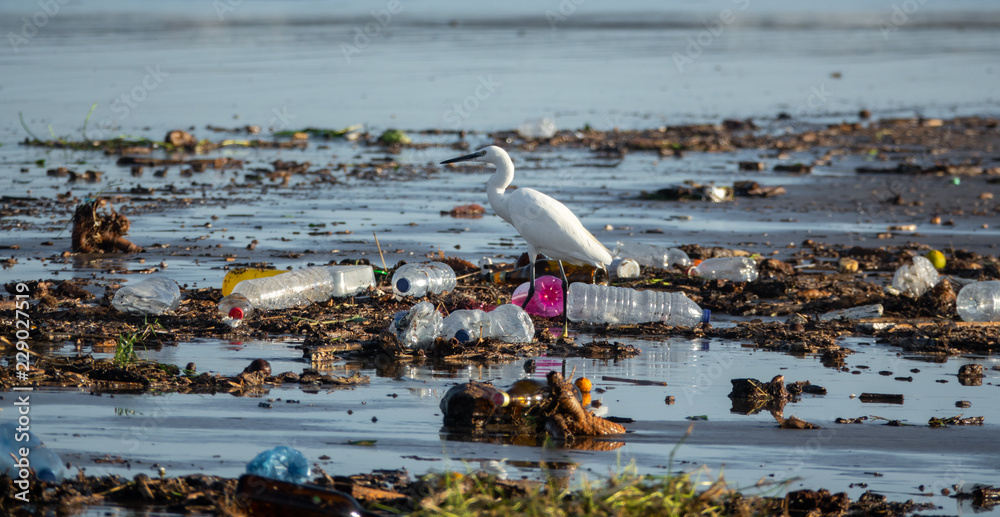 Obraz premium Egretta garzetta chodzi między wieloma plastikowymi butelkami i śmieciami