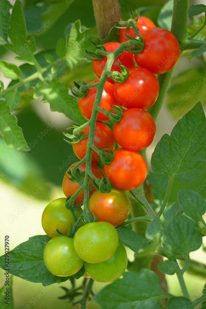 branch of cherry tomatoes on plant
