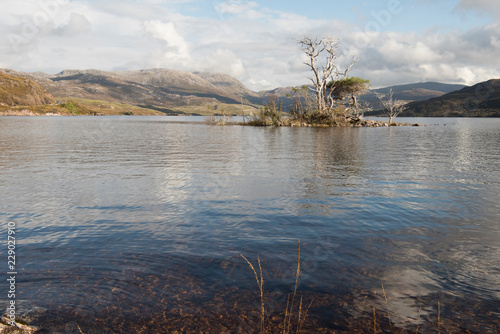 trees in a Scottish loch