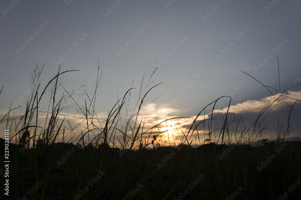 silhouette grass field on sunset background