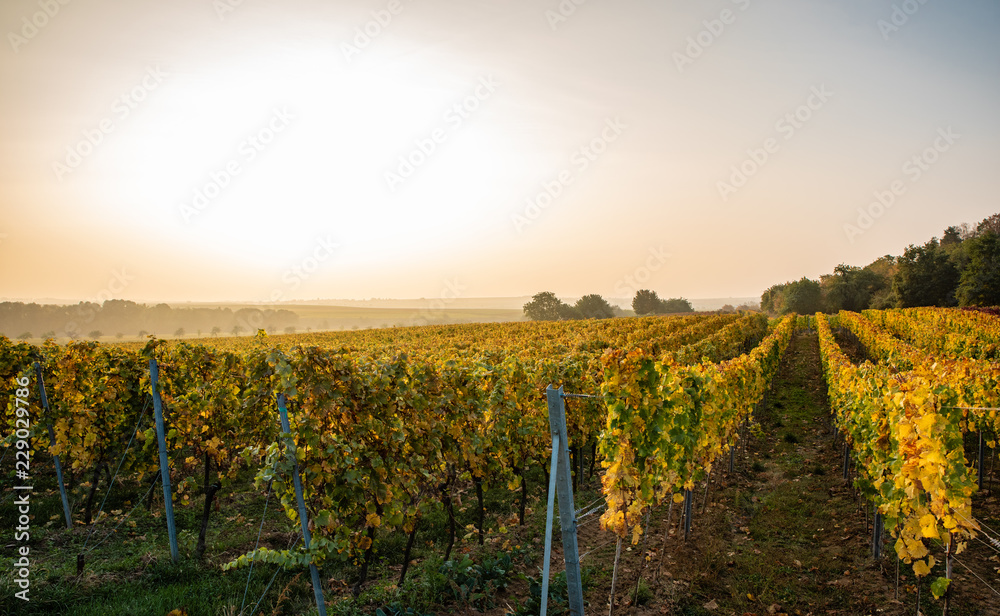 Weinlaub im Herbst, gefärbt, im Morgenlicht