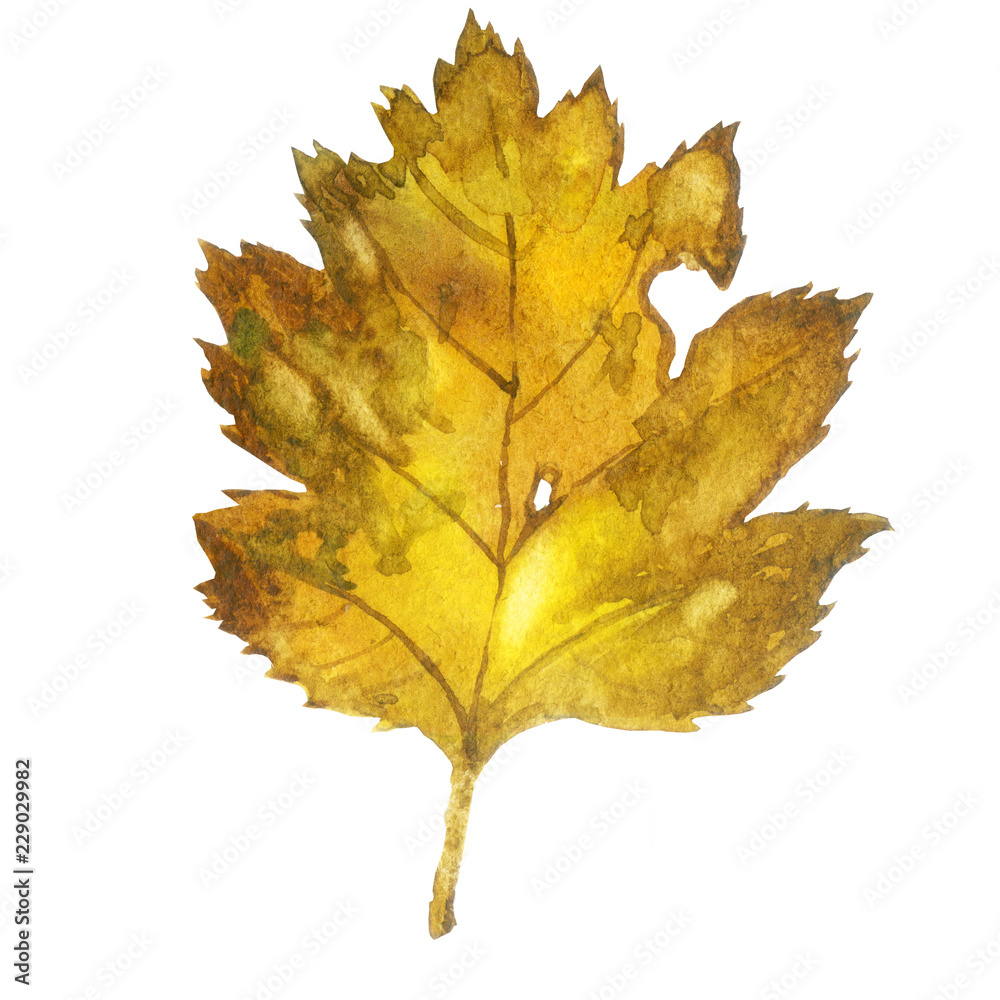 custom made wallpaper toronto digitalWatercolor illustration, image of autumn yellow leaf.
