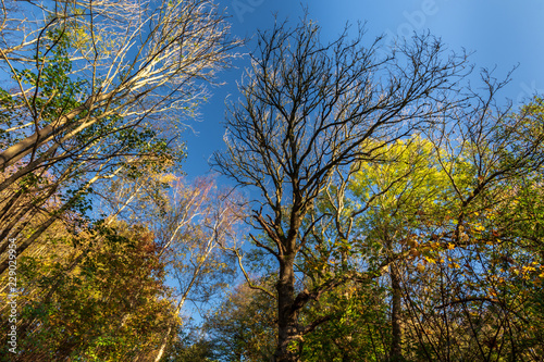Autumn trees with blue sky in between