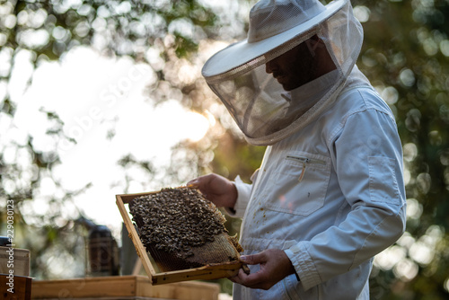 Imker beim kontrollieren der Bienen im Herbst