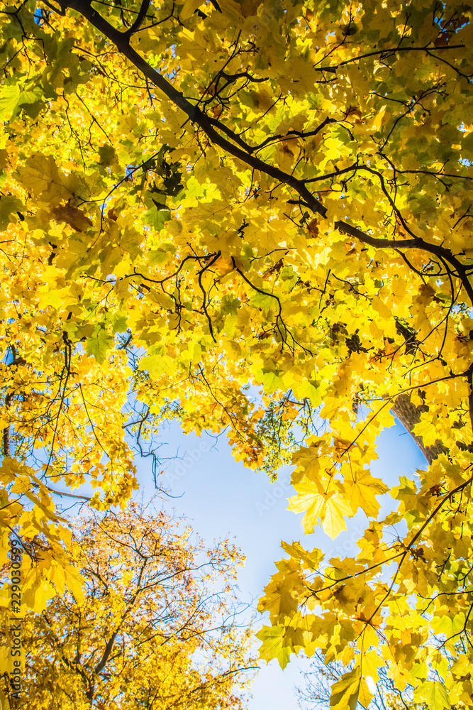 Maple tree in autumn against the sky Maple tree in autumn against the sky