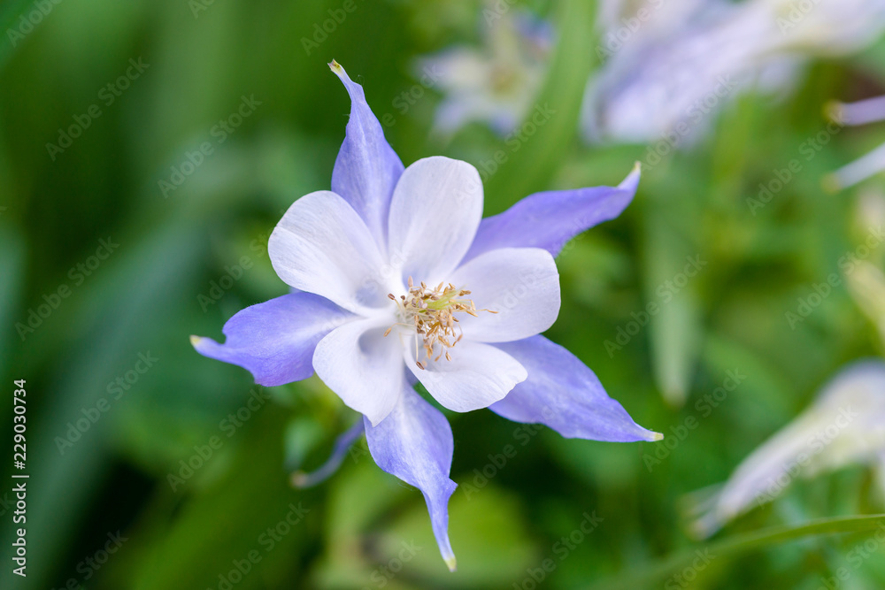 Blue Columbine - Aquilegia Caerulea-Hybride „Blue Star“
