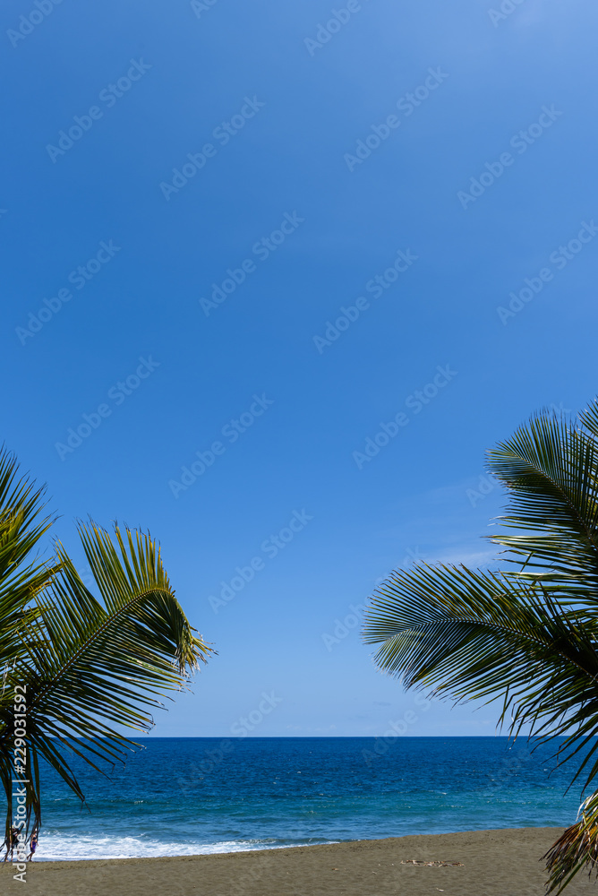 Fototapeta premium Palm leaves in tropical paradise, with blue sky, vertical