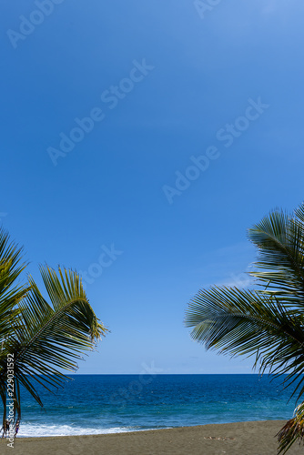 Palm leaves in tropical paradise  with blue sky  vertical