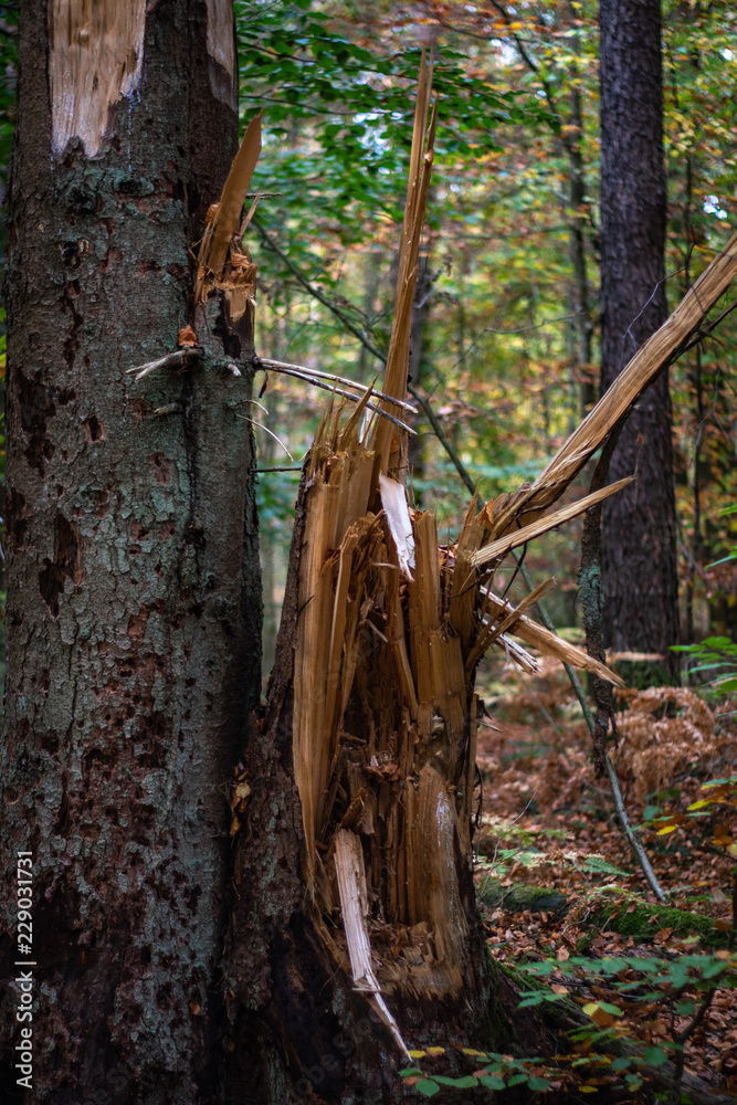 gesplitterter Baumstamm im Wald gesplitterter Baumstamm im Wald