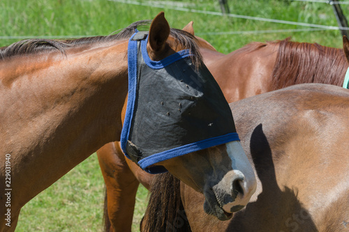 Fly protection for horses