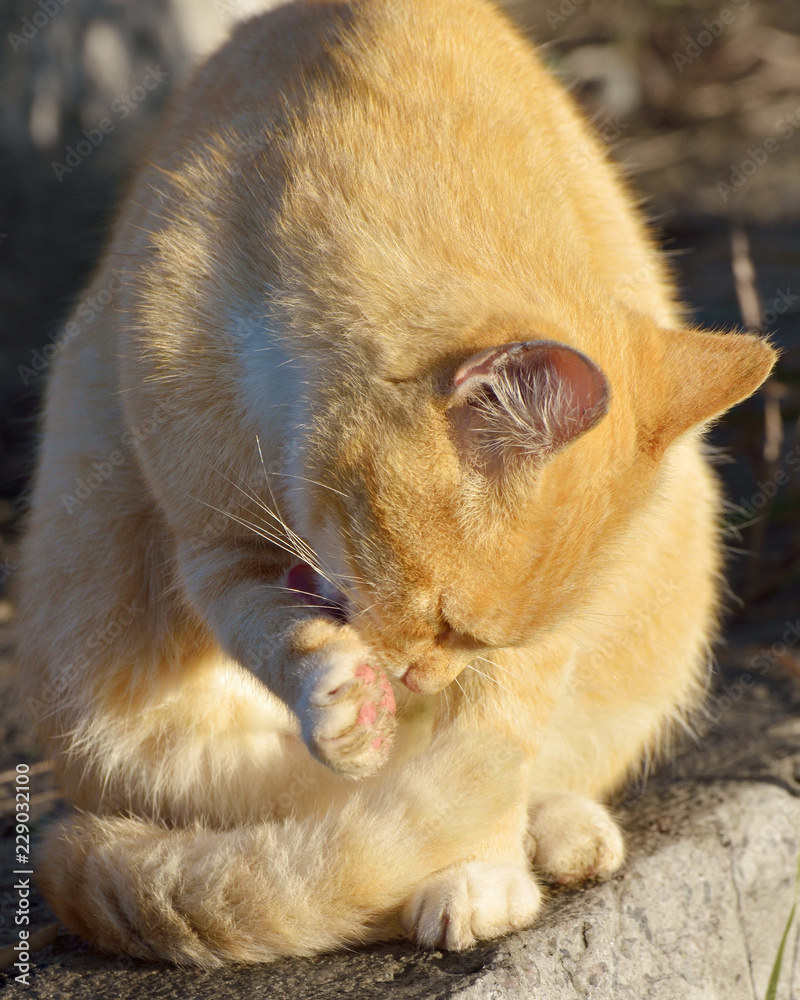 Cat washes in the sun. Cat washes in the sun.