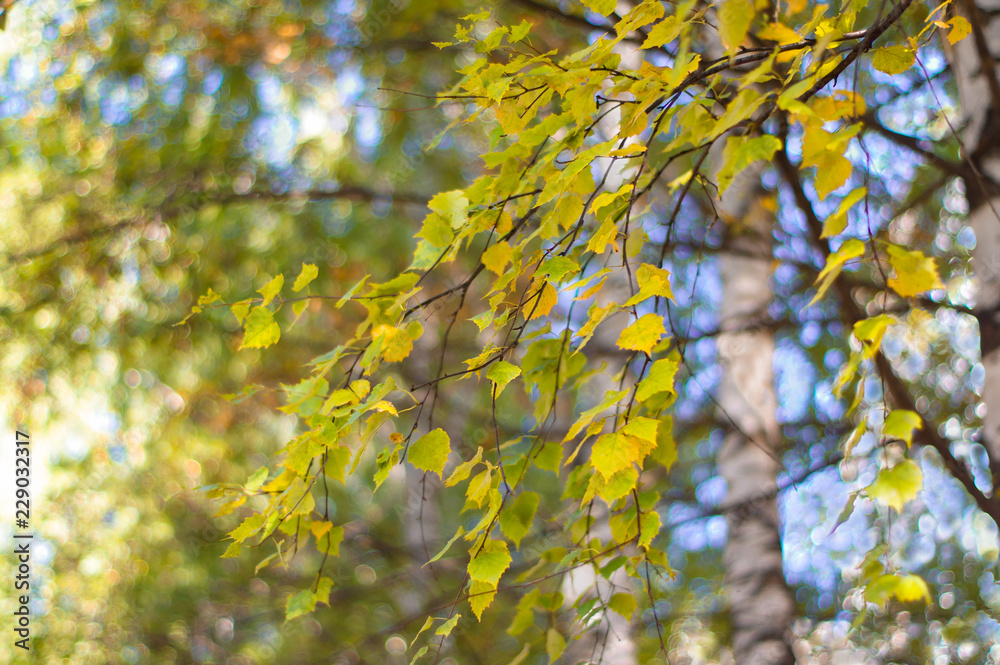 Autumn leaves on a clear sky background. Colorful bokeh