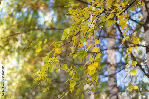 Autumn leaves on a clear sky background. Colorful bokeh