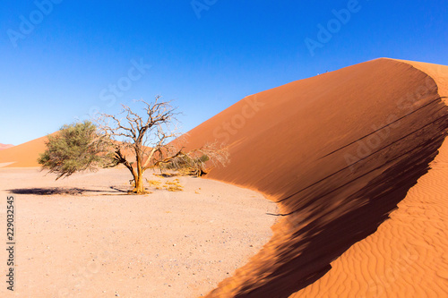 Sosusvlei Dune 45 A dune  three shadows and a lonely tree