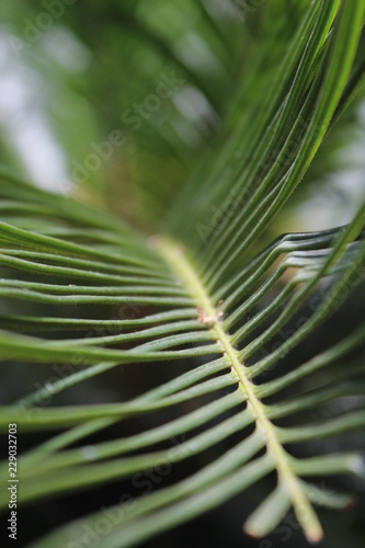 closeup of green leaf