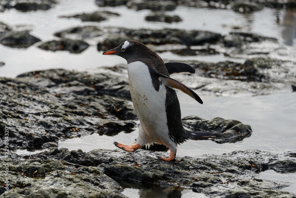 Fototapeta premium Pingwin białobrewy wybiera się na plażę na Antarktydzie