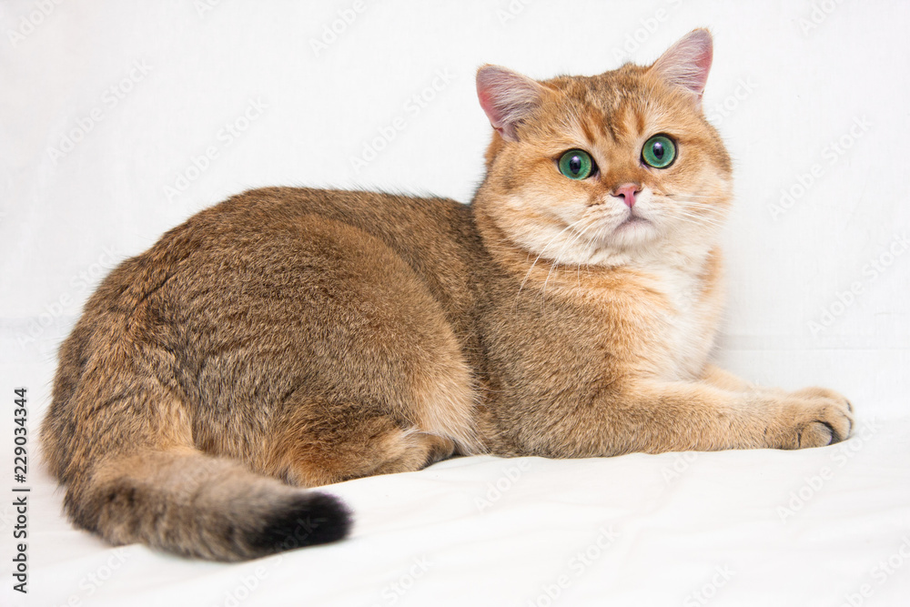 A big British cat of Golden ticked color with huge green eyes and fluffy tail lies on a light background and looks at the camera. The name of the cat - Golden Garry v.Wahrberg bri ny 25.