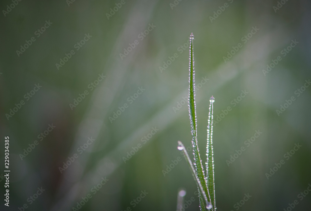 Fototapeta premium Raindrops on grass