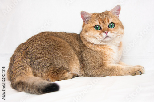 A big British cat of Golden ticked color with huge green eyes and fluffy tail lies on a light background and looks at the camera. The name of the cat - Golden Garry v.Wahrberg bri ny 25.