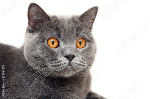 Portrait of blue British cat with big orange eyes on white background. Head of a British cat with orange eyes close-up.
