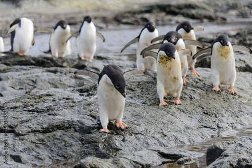 Group of adelie penguins on beach in Antarctica