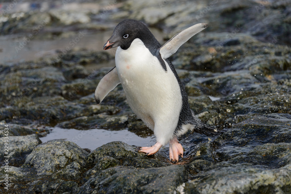 Naklejka premium Adelie penguin going on beach in Antarctica