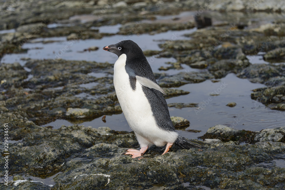 Fototapeta premium Adelie penguin going on beach in Antarctica