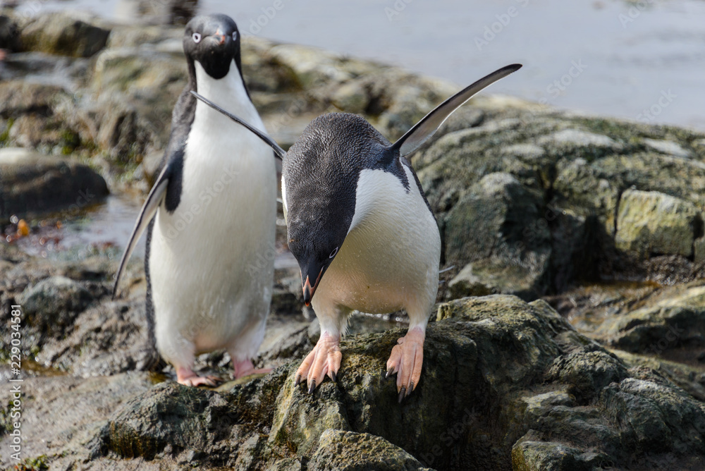 Naklejka premium Adelie penguin going on beach in Antarctica