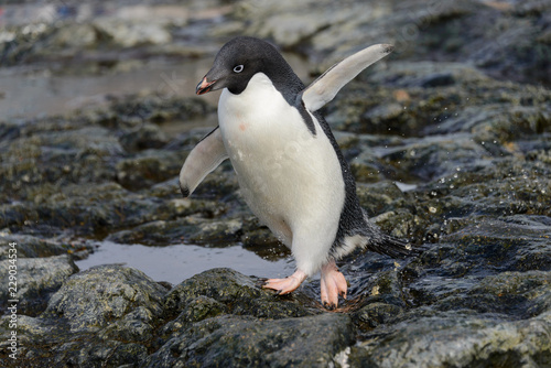 Adelie penguin going on beach in Antarctica 